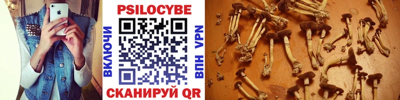 Галлюциногенные грибы Psilocybe Суворов